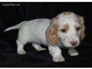 Dachshund Puppy for sale in Georgetown, TX, USA