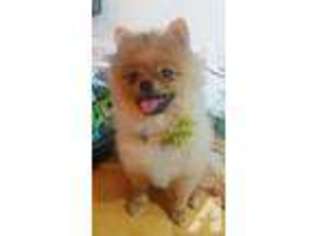 Pomeranian Puppy for sale in FLUSHING, NY, USA