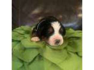 Bernese Mountain Dog Puppy for sale in Kaufman, TX, USA