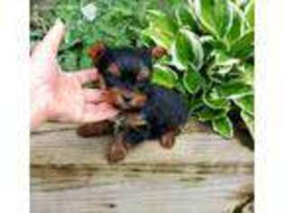 Yorkshire Terrier Puppy for sale in Monroe, NC, USA