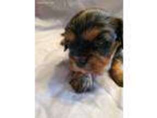 Cavalier King Charles Spaniel Puppy for sale in Scranton, IA, USA