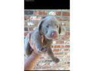 Labrador Retriever Puppy for sale in Independence, LA, USA