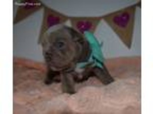 Bulldog Puppy for sale in Staten Island, NY, USA