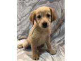 Golden Retriever Puppy for sale in Caldwell, ID, USA