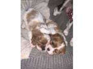 Cavalier King Charles Spaniel Puppy for sale in Dearborn Heights, MI, USA