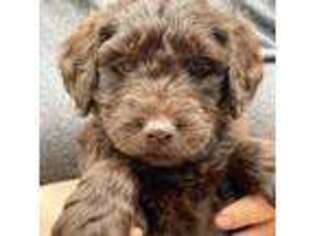 Goldendoodle Puppy for sale in Rome, GA, USA