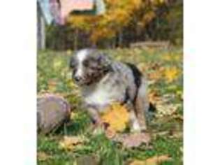 Miniature Australian Shepherd Puppy for sale in Manton, MI, USA