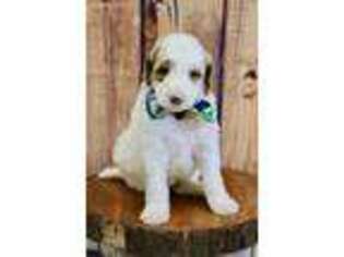 Mutt Puppy for sale in Postville, IA, USA
