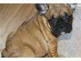 French Bulldog Puppy for sale in Worcester, MA, USA