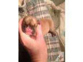 Mutt Puppy for sale in CHESANING, MI, USA