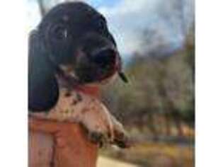 Dachshund Puppy for sale in Otto, NC, USA