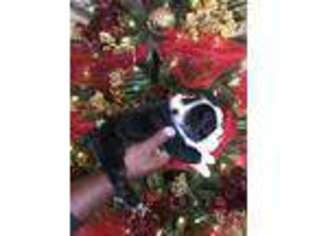 Bulldog Puppy for sale in Harvest, AL, USA