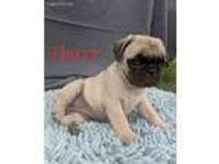 Pug Puppy for sale in Elizabethtown, PA, USA