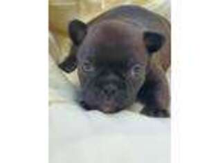 French Bulldog Puppy for sale in Fitzpatrick, AL, USA