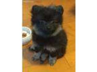 Pomeranian Puppy for sale in Rosemead, CA, USA