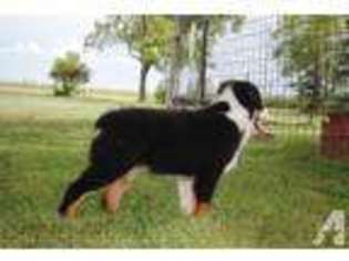 Australian Shepherd Puppy for sale in LINCOLN, NE, USA