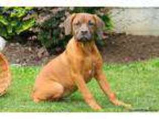 American Bull Dogue De Bordeaux Puppy for sale in Lancaster, PA, USA
