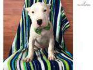 Dogo Argentino Puppy for sale in Lancaster, PA, USA
