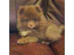 Pomeranian Puppy for sale in Trinity, TX, USA