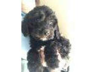 Goldendoodle Puppy for sale in Pingree, ID, USA