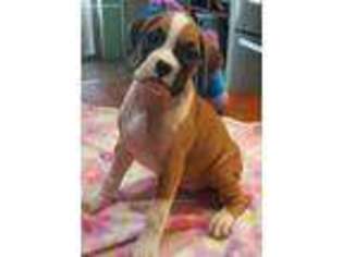 Boxer Puppy for sale in Sulphur Springs, TX, USA