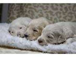 Goldendoodle Puppy for sale in Douglas, GA, USA
