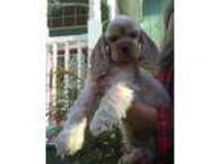 Cocker Spaniel Puppy for sale in Brevard, NC, USA