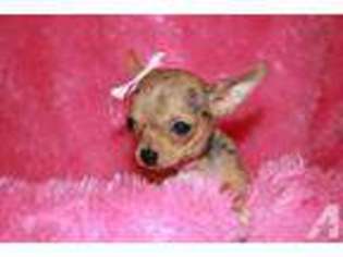 Chihuahua Puppy for sale in MOUNT VERNON, MO, USA