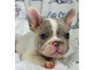French Bulldog Puppy for sale in Springfield, PA, USA