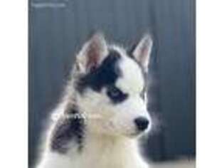 Siberian Husky Puppy for sale in Oak Park, IL, USA