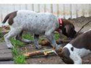 German Shorthaired Pointer Puppy for sale in Belle Plaine, IA, USA