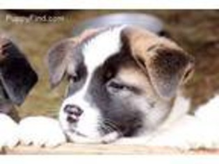 Akita Puppy for sale in Charleston, WV, USA