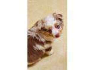 Miniature Australian Shepherd Puppy for sale in Greens Fork, IN, USA