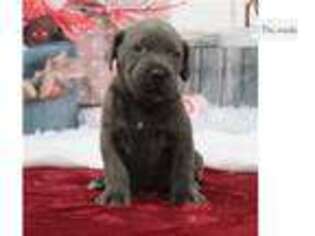 Mutt Puppy for sale in Bloomington, IN, USA