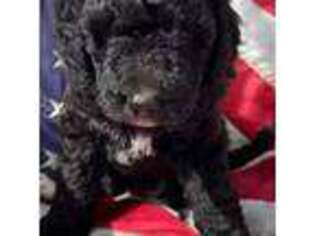 Goldendoodle Puppy for sale in Ozark, AR, USA