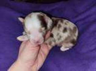 Miniature Australian Shepherd Puppy for sale in Elizabeth City, NC, USA