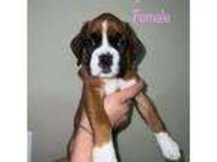 Boxer Puppy for sale in Hialeah, FL, USA