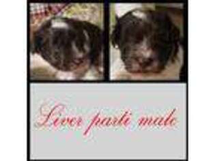 Mutt Puppy for sale in Irondale, MO, USA