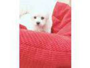 Maltese Puppy for sale in Ellicott City, MD, USA