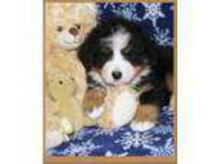 Bernese Mountain Dog Puppy for sale in Toluca, IL, USA
