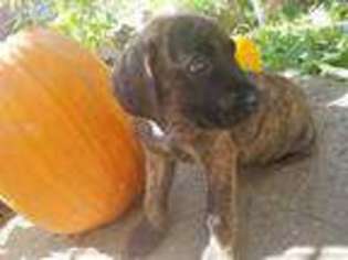 Mastiff Puppy for sale in Amanda, OH, USA
