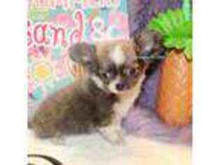 Chihuahua Puppy for sale in Ridgeville, SC, USA
