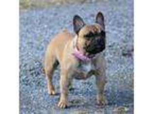 French Bulldog Puppy for sale in Winchester, VA, USA