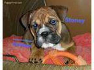 Bulldog Puppy for sale in Alma, AR, USA