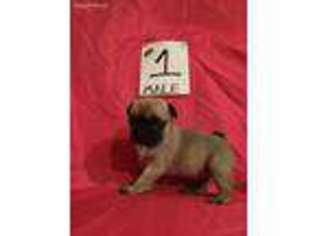 Pug Puppy for sale in Alberta, VA, USA
