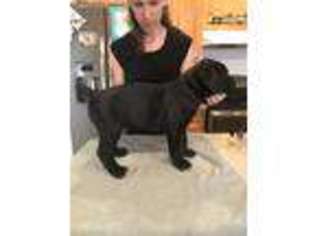 Cane Corso Puppy for sale in Burley, ID, USA