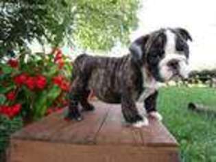 Bulldog Puppy for sale in Lebanon, PA, USA