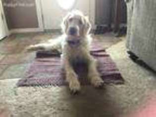 Labradoodle Puppy for sale in Menan, ID, USA