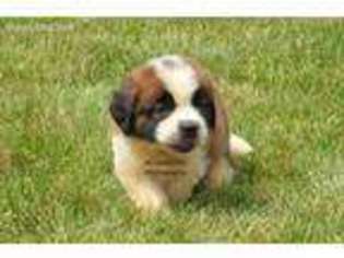 Medium Photo #1 Saint Bernard Puppy For Sale in Millersburg, IN, USA