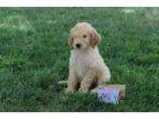 Goldendoodle Puppy for sale in Clifton, KS, USA